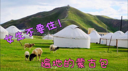 草原初体验 自驾新疆，第一次住蒙古包，我却后悔了